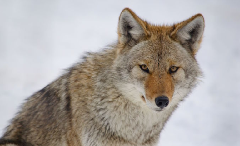 Embracing The Coyote Spirit Animal: Lessons From The Trickster And Teacher